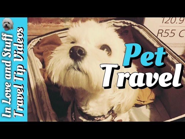 Traveling to Europe with a Pet | Travel Tip