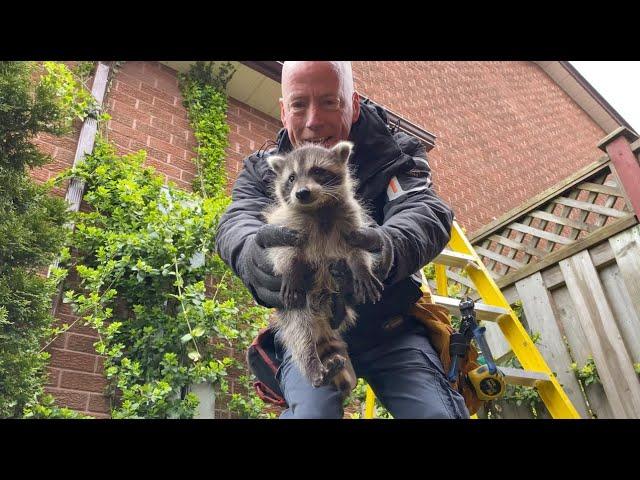 Orphaned Baby Raccoons Get Rescued!