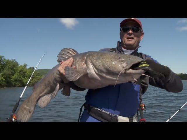 HUGE FLATHEAD CATFISH CAUGHT ON CAMERA! (compilation)