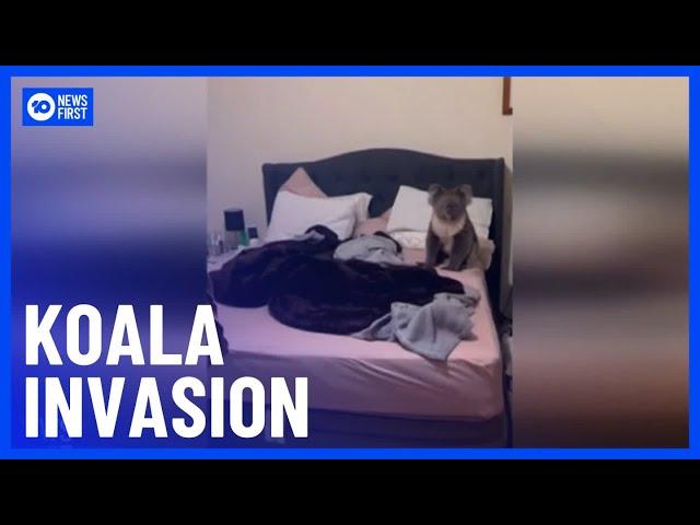 Curious Koala Breaks Into Couple’s Home | 10 News First