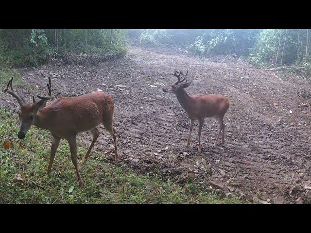 DON’T DO THAT !!!  You’ll scare all the deer away!