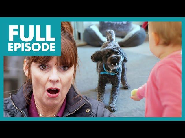 Poodle Turns Aggressive & Attacks Baby  | Full Episode | It's Me or the Dog