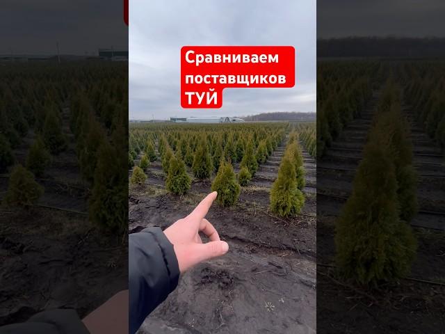 ОЦЕНИТЕ поставщиков ТУИ брабант и смарагд