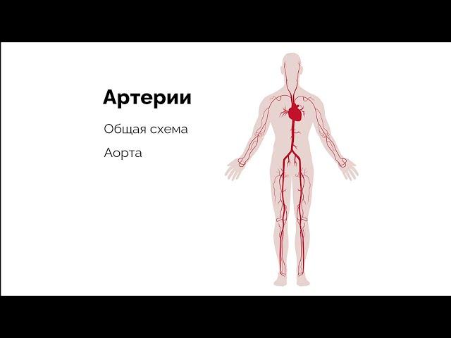 Артерии большого круга кровообращения. Общая схема крупных артерий.