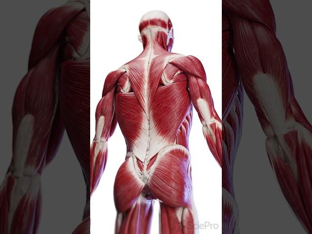  The Layers of Back Muscles: Your Body’s Support System  #anatomy