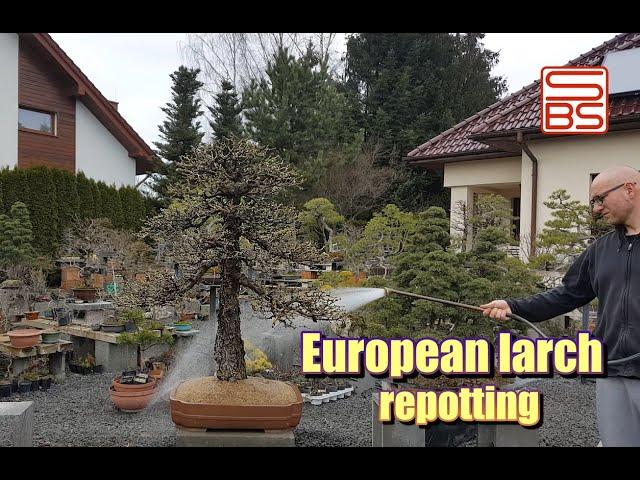 Repotting large bonsai -larix decidua step by step.