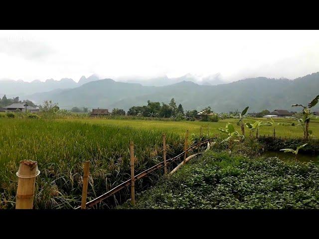 phong cảnh ruộng bậc thang hà giang | nhịp sống tây bắc