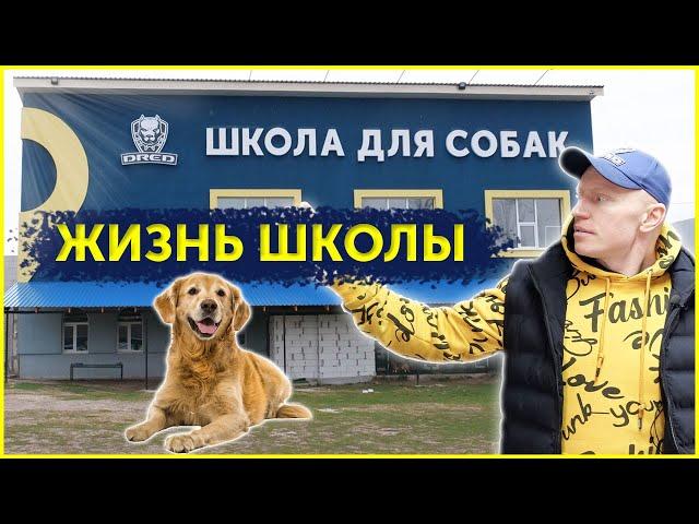 Обновления в школе и Планы на будущее | Изменили внешний вид нашего двора | Школа для собак DRED