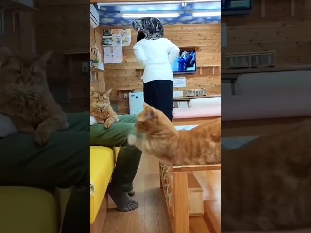 Crazy Cat Antics: Compilation of Hilarious and Laugh-Inducing Kitty Videos