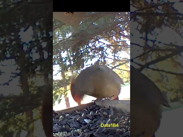 Hungry Female Cardinal at Bird Feeder