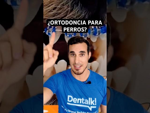 They put ORTHODONTICS on DOGS - BRACES for animals