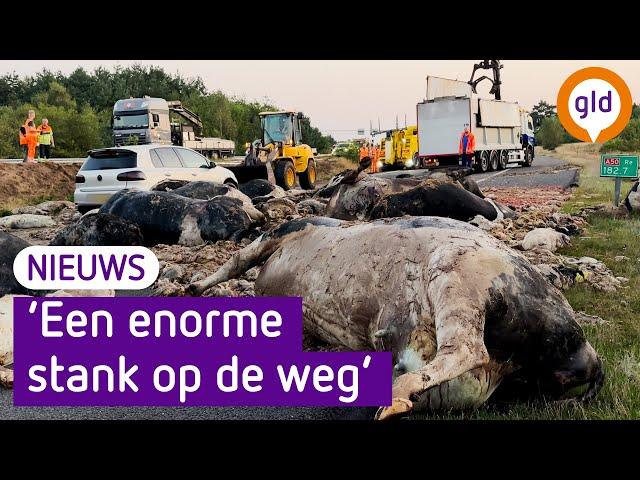 Snelweg bezaaid met dode dieren