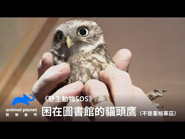 拯救困在圖書館的貓頭鷹，確定不是來送入學通知｜野生動物SOS｜動物星球頻道