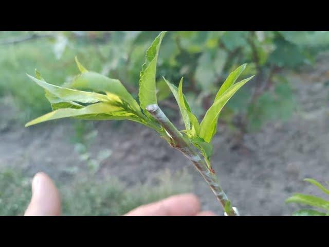 peach grafting in summer in detail // peach grafting in summer