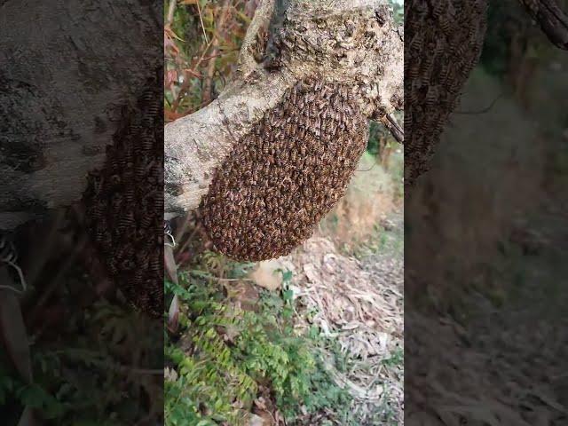 4 April 2023 can also catch a new swarm of bees#beekeeping #apisceranaindica #mandihp