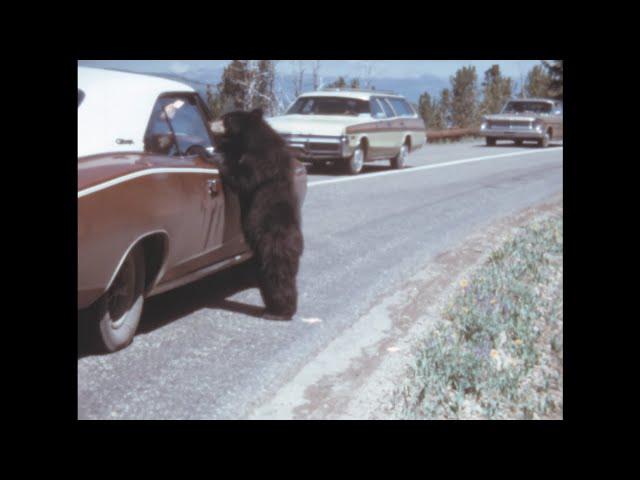 Yellowstone 1972 archive footage