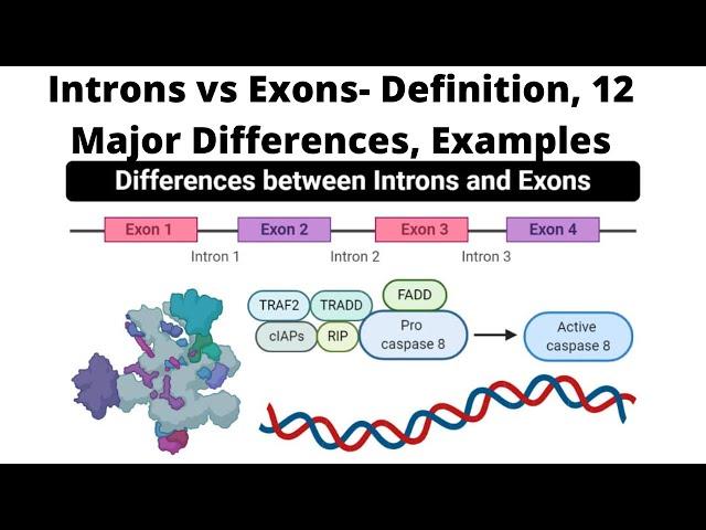 Introns vs Exons  Definition, 12 Major Differences, Examples