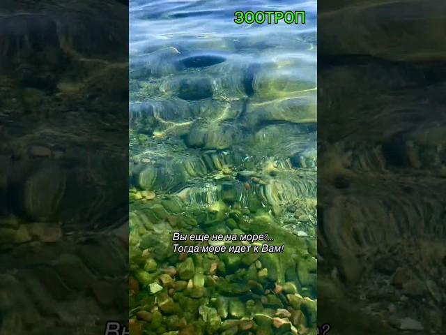 Одесса. Пляжи. Море. Чистейшая вода. Шум прибоя. Позитив. Украина. Чайки. Лето 2024. #зоотроп