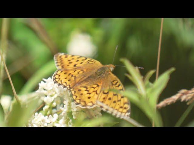 Amsterdamse Waterleidingduinen Exclosures deel 3 2021