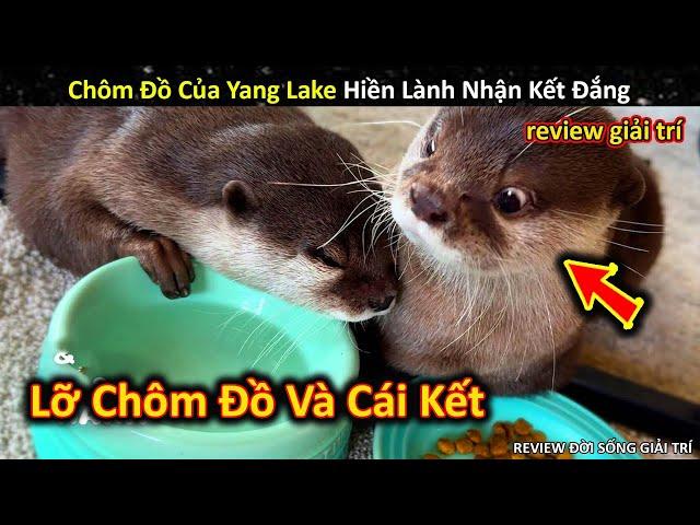 Mạo Hiểm Chôm Đồ Của Yang Lake Hiền Lành Nhận Kết Đắng || Review Giải Trí Đời Sống