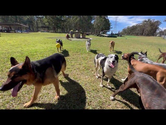 Come along on a ride ️ with the doggies as they play and run around the paddock!!