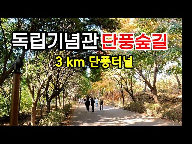 힐링의 명품 단풍나무숲길 | 독립기념관을 품고있는 흑성산 산행 (2024.11.6 현황)