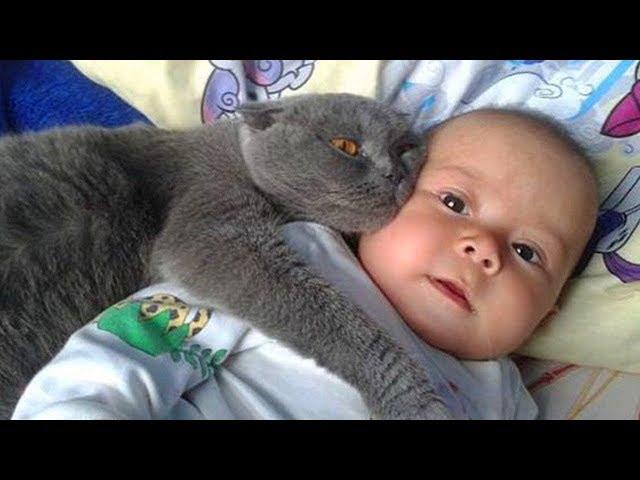 Gatos Protegiendo Bebés.!! Los Gatos Aman a los Bebés 