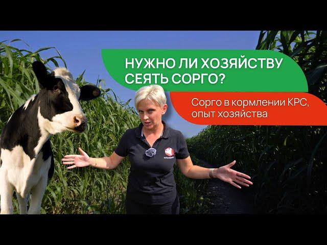 Агроплазма. Сорго-суданковые гибриды. Репортаж канала @KLTVTR #сорго #крс #корма