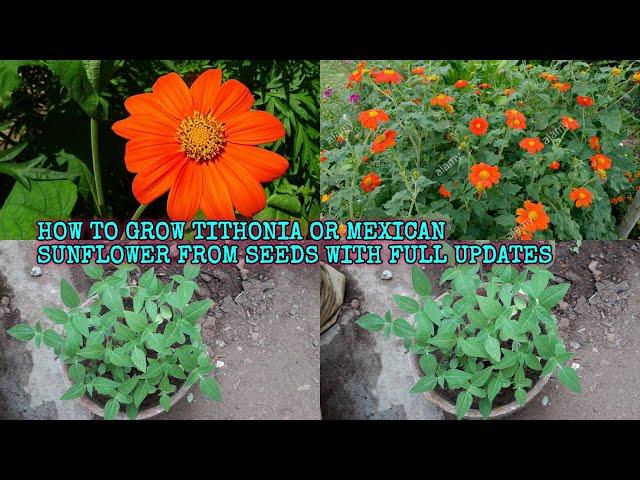 HOW TO GROW TITHONIA OR MEXICAN SUNFLOWER FROM SEEDS WITH FULL UPDATES