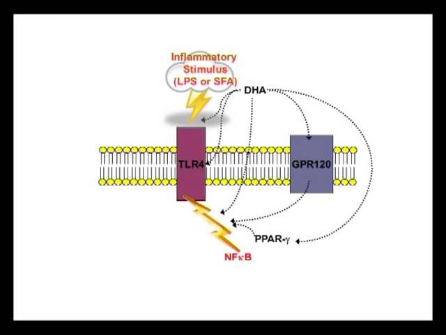 Omega-3 fatty acids and inflammatory processes by Philip Calder