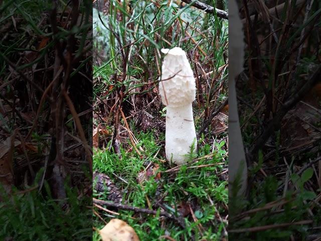 A phallic looking mushroom.