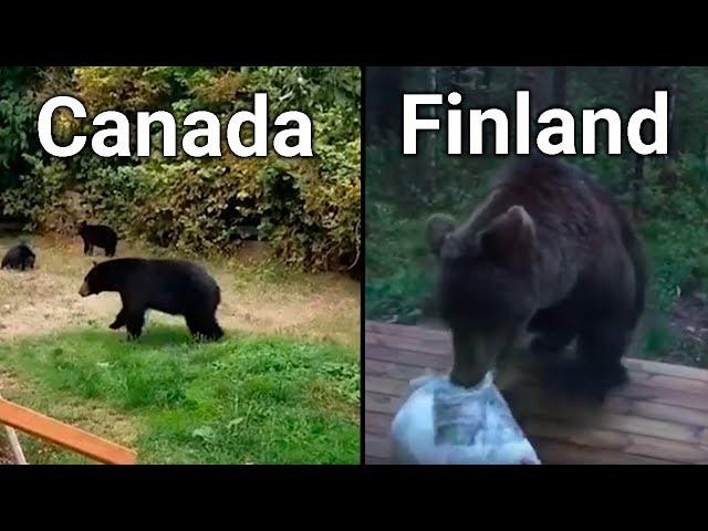 Bears In CANADA VS FINLAND (funny)