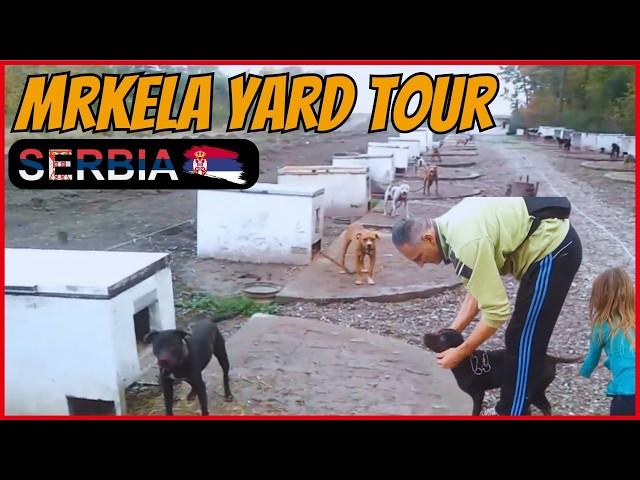 MRKELA  APBT YARD TOUR  SERBIA  GAMEDOG YARD  APBT PITBULL KENNELS