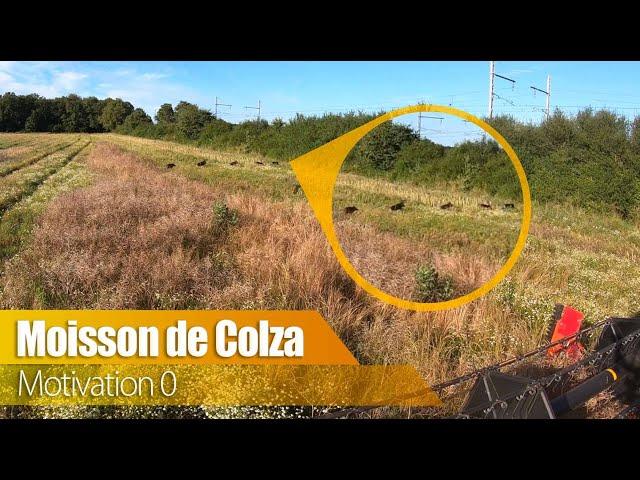 Moissons de colza 2024 " motivation zéro " !