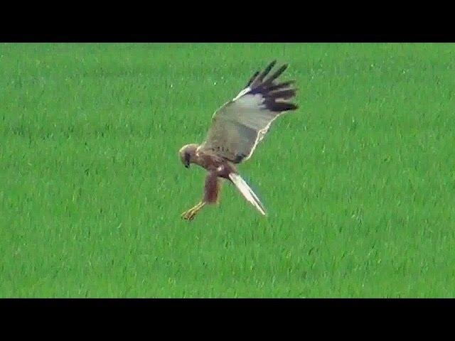 Bussard fängt eine Maus - Buzzard Catch a mouse