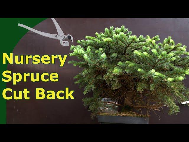 Turning an overgrown garden centre Picea into a pre-bonsai