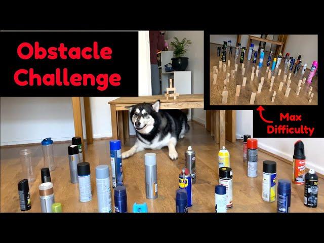 Husky Takes On The Obstacle Challenge (with a twist)