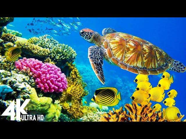 3 HOURS of 4K Underwater Wonders + Relaxing Music - Coral Reefs & Colorful Sea Life in UHD