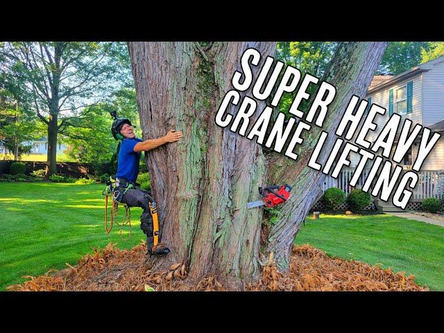 HUGE Maple Tree Removal!