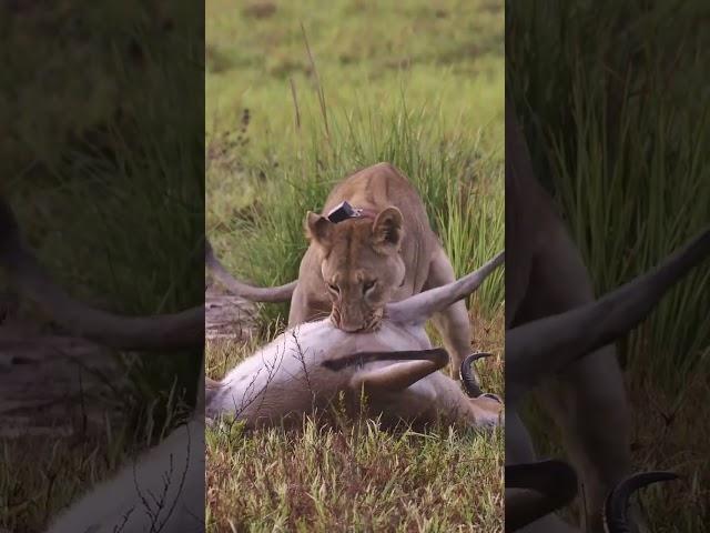 Lion Kill