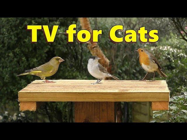 Cat TV and Kitten TV Spectacular