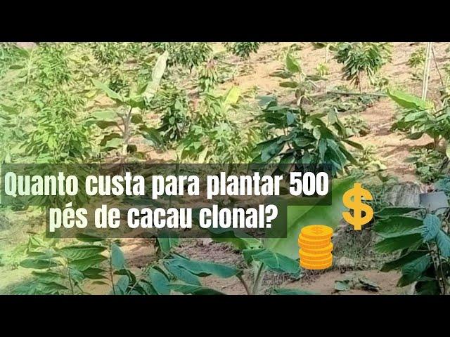 CACAU CLONAL - QUANTO CUSTA PARA PLANTAR 500 PÉS EM UMA ÁREA DEGRADADA.