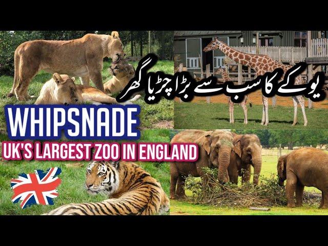 The Uk's Largest Zoo Full Tour - ZSL WHIPSNADE ZOO -,England (4k) 2024