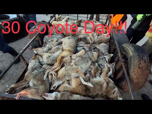 Amish COYOTE Drive!!! Kansas Coyote Hunting