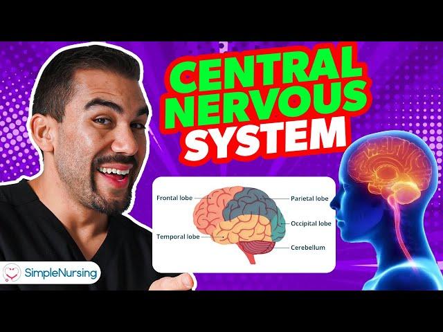 Components of the Central Nervous System: An Overview for Nursing Students