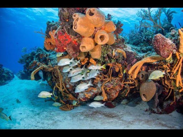 Scuba Diving Cozumel, Mexico 2023, Scenic, Swim-Throughs and Sharks. Chilled out underwater mooching