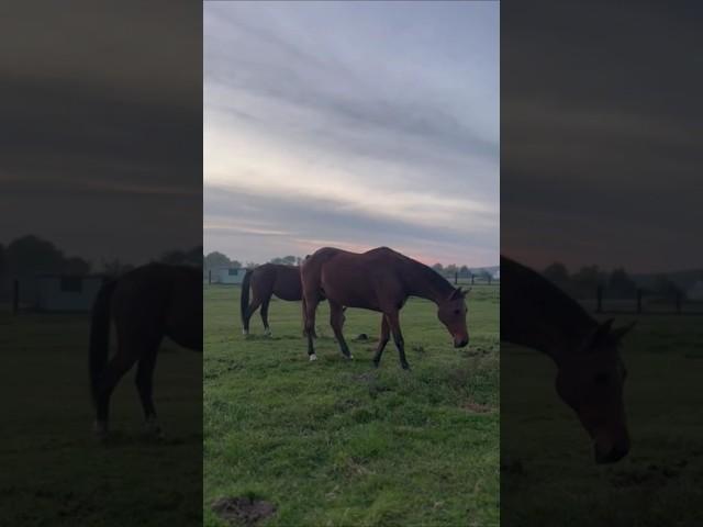 KONIE na wsi  Horses in the Countryside | #październik #jesień #dolnyśląsk