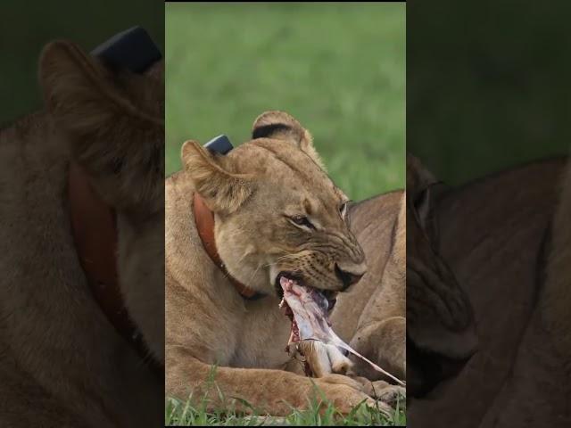 Lion Eating