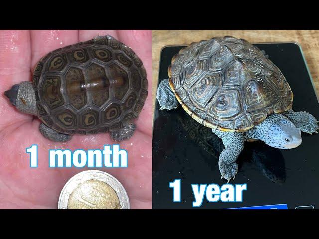 My baby diamondback terrapin,s one year growth in 4 minutes