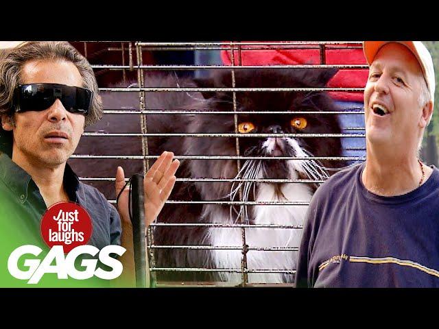 Best of Crazy Cat Pranks | Just For Laughs Compilation
